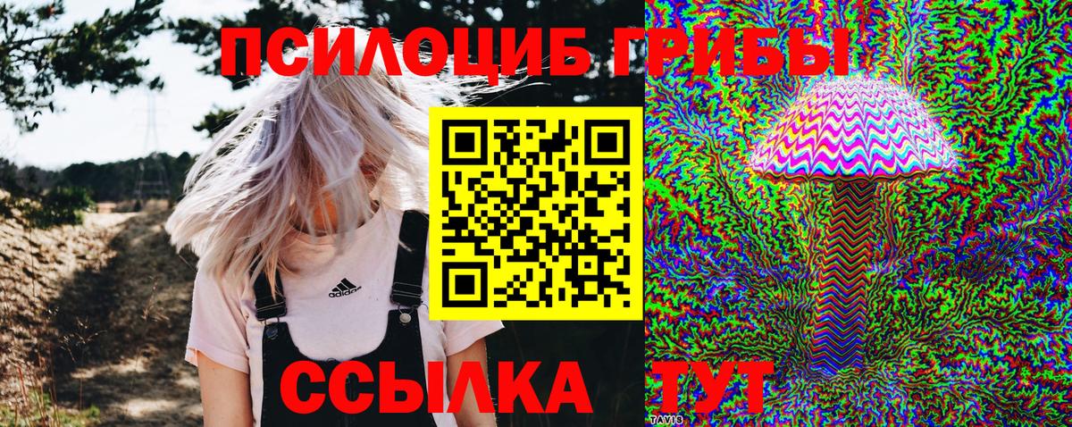 Псилоцибиновые грибы Psilocybe Лесозаводск